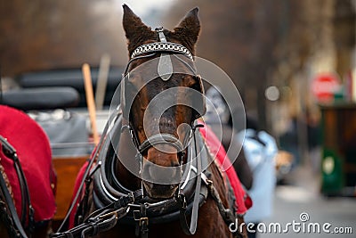 Dreamy Christmas horse Stock Photo