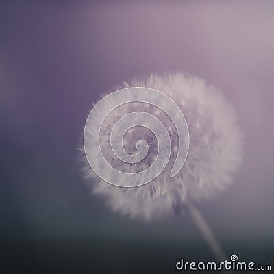 Dreamy dandelion seedhead aka clock. Defocussed blurry romantic effect. Natural closeup background. Stock Photo