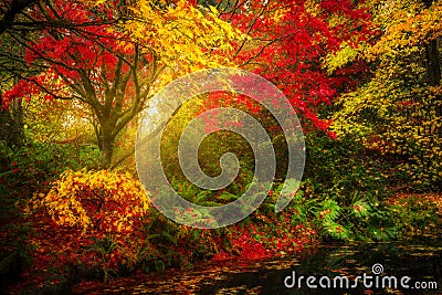 Dreamy fall foliage landscape in Seattle Stock Photo