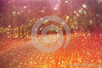 Dreamy forest bokeh background Stock Photo