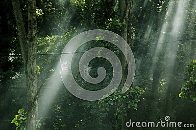 Dreamy forest light Stock Photo