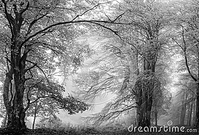 Dreamy forest Stock Photo