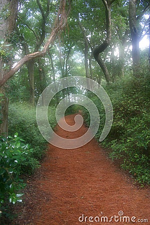 Dreamy Garden Path Stock Photo