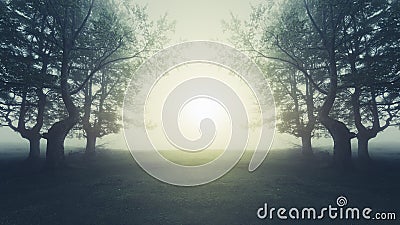 dreamy landscape in forest with sunlight Stock Photo