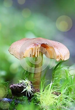 Dreamy and mystical mushroom macro - light source behind mushrooms Stock Photo