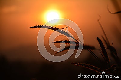 Dreamy and poetic evening... Stock Photo