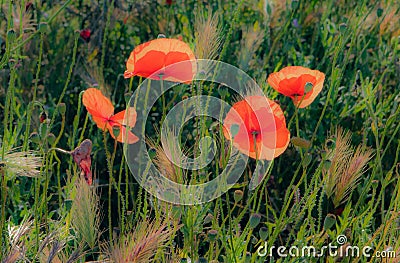 Dreamy Poppies in the Sun Stock Photo