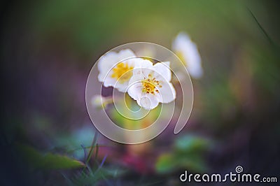 Dreamy Strawbery Flower Stock Photo