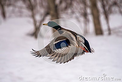Dreary winter with this duck flying back to the creek Stock Photo