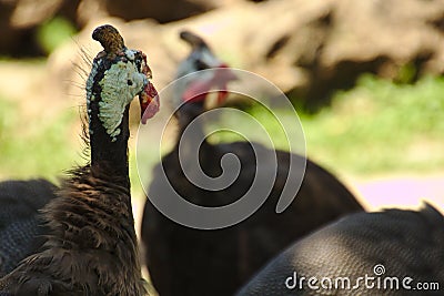 Drei Helmperlhuehner schauen in verschiedene Richtungen Stock Photo