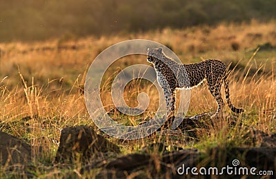 Drenched Cheetah during dusk, Masai Mara Stock Photo