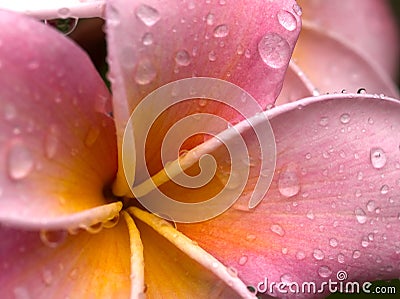 Drenched Plumeria Stock Photo