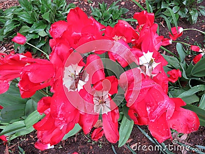 Drenched Red Tulips in Spring Stock Photo