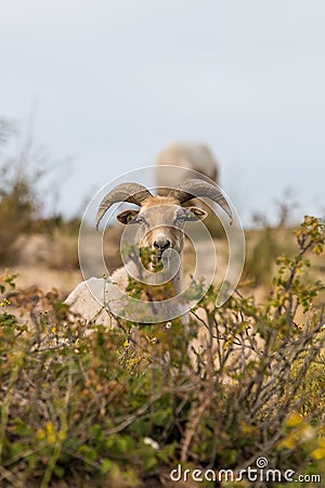 Drenthe heath sheep used for vegetation management Stock Photo