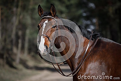 Dressage gelding horse in double bridle on forest road in spring daytime Stock Photo