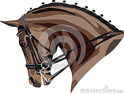 Dressage horse head Vector Illustration