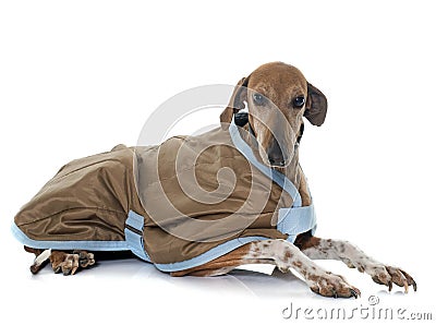 Dressed azawakh hound Stock Photo