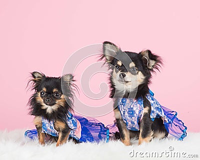 Dressed chihuahua dogs Stock Photo