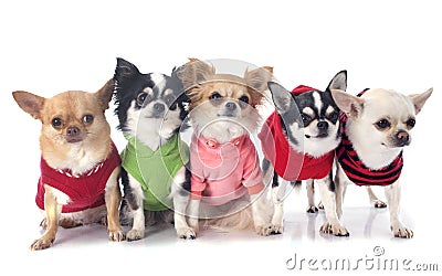 Dressed chihuahuas Stock Photo