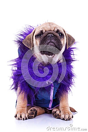 Dressed pug puppy dog on white Stock Photo