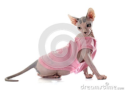 Dressed Sphynx Hairless Cat Stock Photo