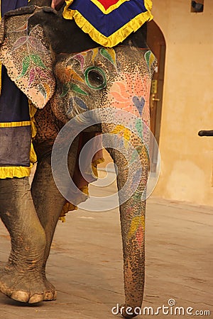 Dressed up elephants in Jaipur Editorial Stock Photo