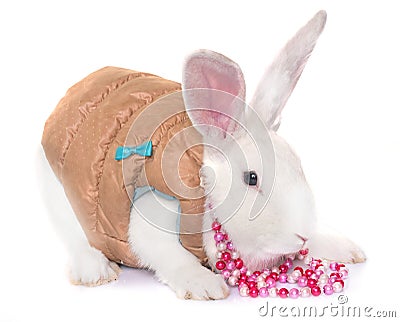 Dressed white rabbit Stock Photo