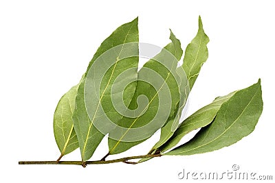 Dried aromatic bay leaf twig isolated on a white background. Photo of laurel bay harvest for eco cookery business. Antioxidant kit Stock Photo