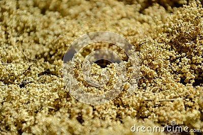 Dried aromatic elderberry (sambucus) for tea, drying fresh elderflowers Stock Photo