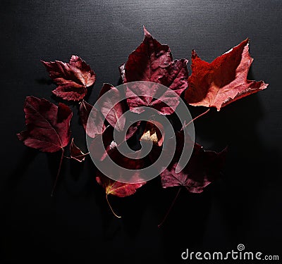 Dried Autumn leaves on dark background Stock Photo