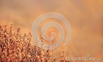 Dried babys breath Stock Photo