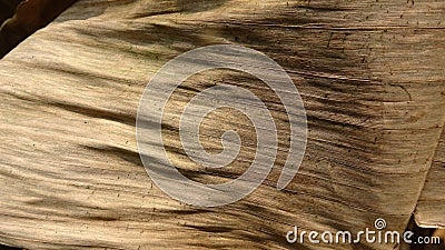 Dried banana leaves, very textured Stock Photo