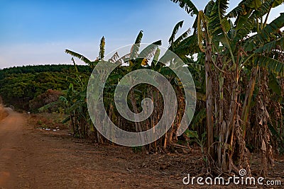 Dried Banana trees grooving in the local farm Stock Photo