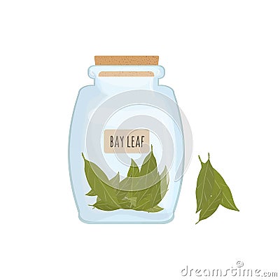 Dried bay leaves stored in clear jar isolated on white background. Piquant condiment with pungent smell, food spice Vector Illustration