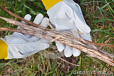 Dried bean pods of catalpa tree in the hands of the gardener Stock Photo