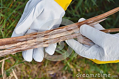 Dried bean pods of catalpa tree in the hands of the gardener Stock Photo