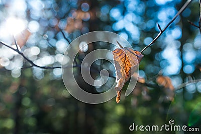 Dried beech leaf at wintertime sunset Stock Photo