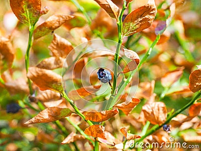 Dried blueberry plant Stock Photo