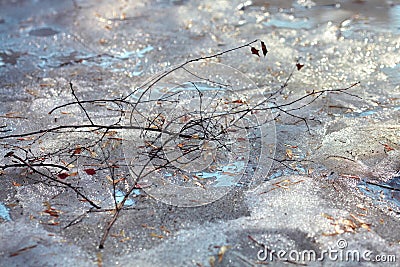 Dried branch on melted snow Stock Photo