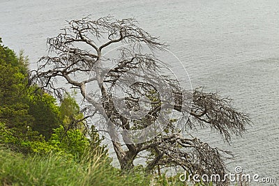 Dried branched pine on the cliff Stock Photo