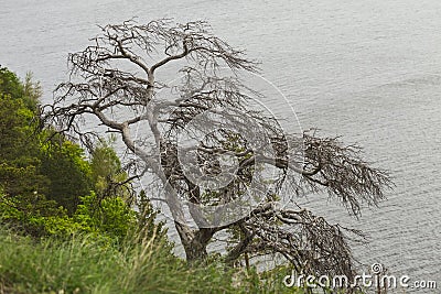 Dried branched pine on the cliff Stock Photo