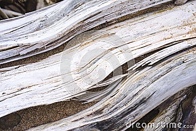 Dried branches Stock Photo