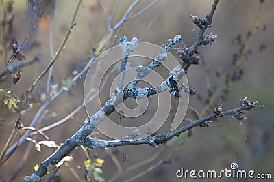 Dried branches in garden Stock Photo