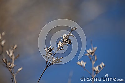 Dried branches on the sky background in garden Stock Photo