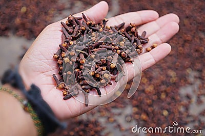 Dried cloves in hand. Person showing dry cloves in hand with blurry clove background. Stock Photo