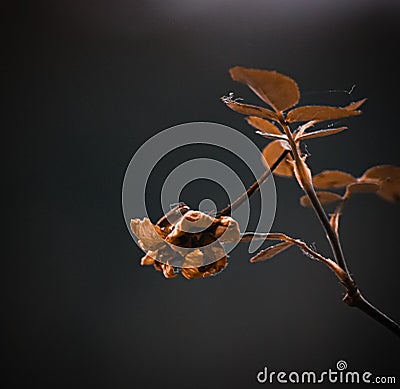 Dried brown rose flower shot in field amid nature Stock Photo
