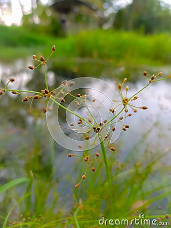 Dried brown weed flowers that spread. with a blurred background of puddles. surrounded by other weeds. Stock Photo