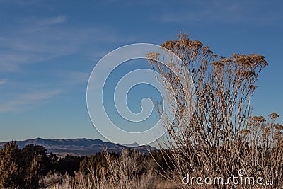 Dried brush on rural New Mexico hillside, distant mountains, winter American Southwest Stock Photo