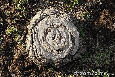 Dried buffalo chip or dung Stock Photo