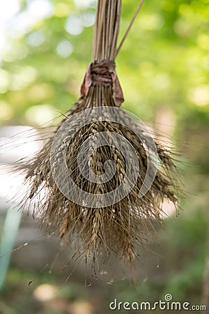 Dried bunch of golden wheat hanging down with green nature bokeh Stock Photo